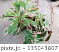 Variegated Excoecaria Cochinchinensis Chinese Croton Plant with Green and White Leaves and Red Underside 135043807
