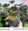 Potted Begonia Rex Plant with Dark Green and Burgundy Leaves in Nursery Garden Setting 135043815