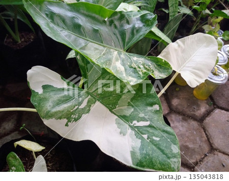 Variegated Alocasia Leaf with White and Green Marbled Pattern Rare Tropical Houseplant 135043818
