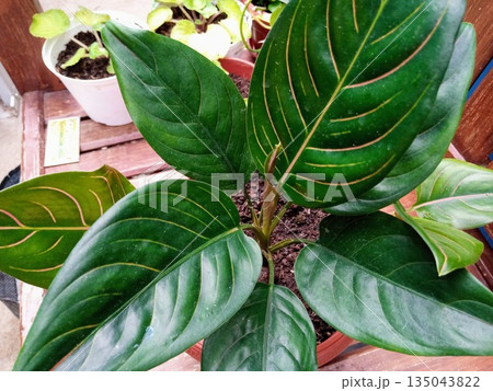 Aglaonema Rotundum Hybrid Houseplant with Dark Green Glossy Leaves and Pink Vein Lines Aglaonema Rotundum Hybrid Houseplant with Dark Green Glossy Leaves and Pink Vein Lines 135043822