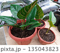 Group of Aglaonema Potted Plants in Terra Cotta Pots Ready for Home Decoration 135043823