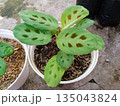 Maranta Leuconeura Kerchoveana Rabbit's Foot Prayer Plant in White Ceramic Pot 135043824