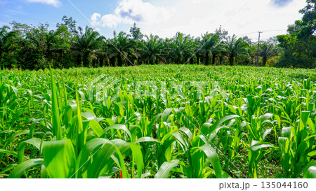 Wide Panorama of Corn Farm and Tropical Forest Wide Panorama of Corn Farm and Tropical Forest 135044160