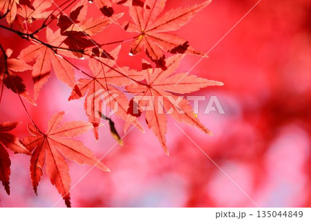 日本の秋の風景　紅葉 135044849