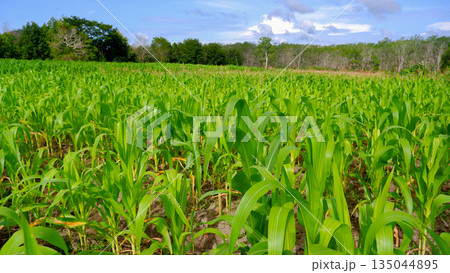 Lush Green Corn Field Plantation with Blue Sky Background Lush Green Corn Field Plantation with Blue Sky Background 135044895