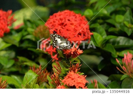 シンガポール ボタニックガーデン シンガポール ボタニックガーデン 135044916