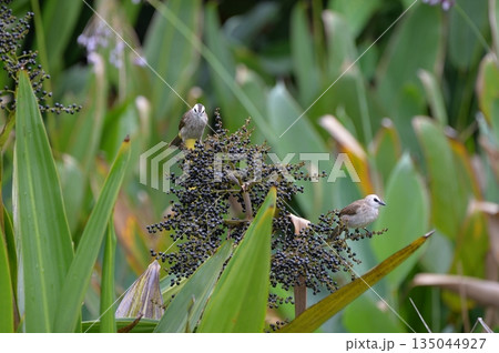 シンガポール　ボタニックガーデン 135044927