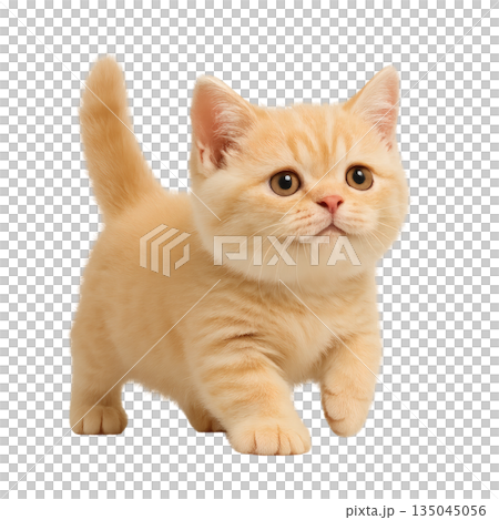 前に歩き出す子猫のかわいいイラスト 135045056