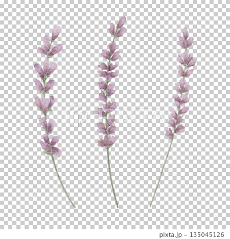 Lavender sprigs in soft purple and green shades, watercolor clipart. Great for Valentine floral designs, wedding stationery, packaging decor, textile patterns, and botanical merchandise Lavender sprigs in soft purple and green shades, watercolor clipart. Great for Valentine floral designs, wedding stationery, packaging decor, textile patterns, and botanical merchandise 135045126