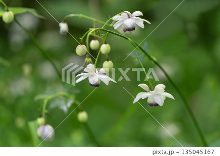 森の妖精レンゲショウマ 135045167