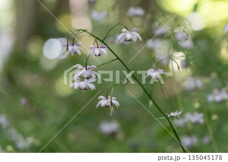 森の妖精レンゲショウマ 135045178