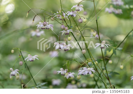 森の妖精レンゲショウマ 135045183