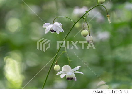 森の妖精レンゲショウマ 森の妖精レンゲショウマ 135045191