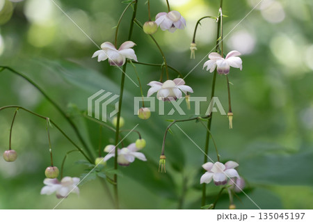 森の妖精レンゲショウマ 森の妖精レンゲショウマ 135045197