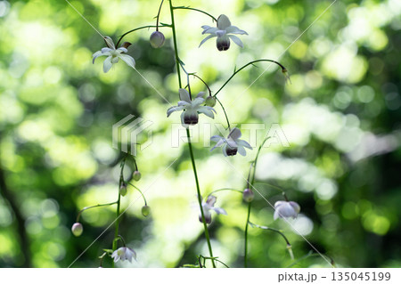 森の妖精レンゲショウマ 135045199