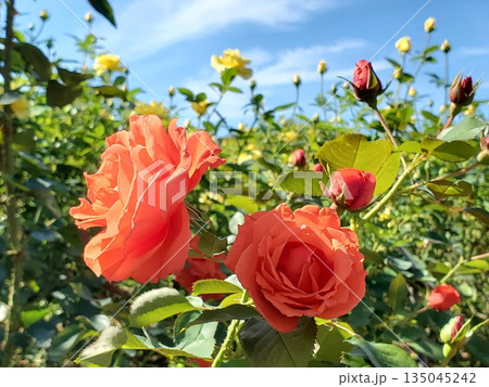 谷津バラ園のオレンジと黄色の満開の薔薇と秋空 谷津バラ園のオレンジと黄色の満開の薔薇と秋空 135045242