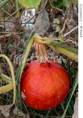 Abundant harvest of squash, pumpkin and butternut in a permaculture garden without treatment 135045513