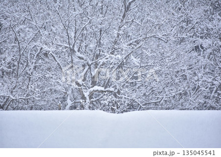 積る雪 135045541