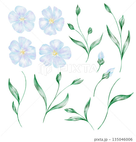 Set of flax flowers and leaves, isolated, hand painted watercolor clipart. Ideal for patterns, botanical compositions, scrapbook projects, and floral design resource Set of flax flowers and leaves, isolated, hand painted watercolor clipart. Ideal for patterns, botanical compositions, scrapbook projects, and floral design resource 135046006