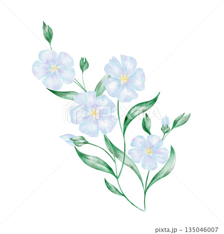 Bouquet of blue flax flowers with green foliage, isolated, hand painted watercolor clipart. Perfect for floral arrangements, botanical illustrations, and nature-themed designs Bouquet of blue flax flowers with green foliage, isolated, hand painted watercolor clipart. Perfect for floral arrangements, botanical illustrations, and nature-themed designs 135046007