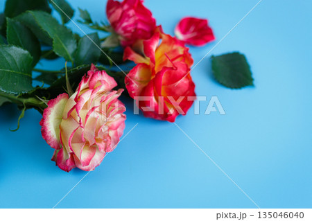 Colorful roses and petals over bright clean backdrop Colorful roses and petals over bright clean backdrop 135046040