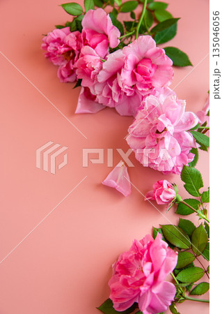 Delicate rose blossoms composition with empty background space Delicate rose blossoms composition with empty background space 135046056