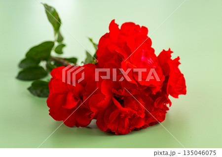 Red roses close-up on a light green background 135046075