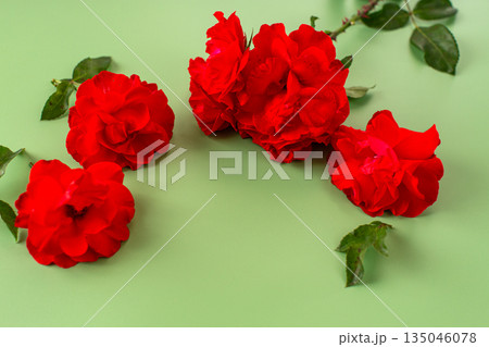 Red roses with textured petals on a green background Red roses with textured petals on a green background 135046078