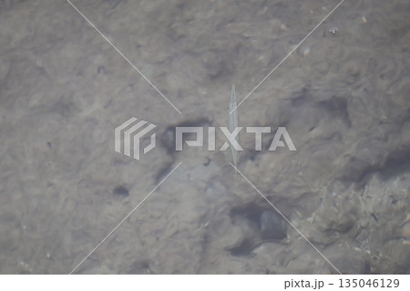 細長い魚のいる海中の見える綺麗な海の風景 細長い魚のいる海中の見える綺麗な海の風景 135046129