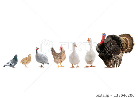 birds that are used in agriculture isolated on white background 135046206