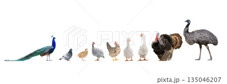 birds that are used in agriculture isolated on white background 135046207