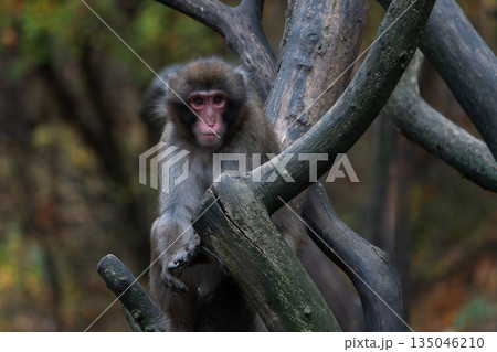 Japanese macaque sitting on a tree with a blurred background Japanese macaque sitting on a tree with a blurred background 135046210