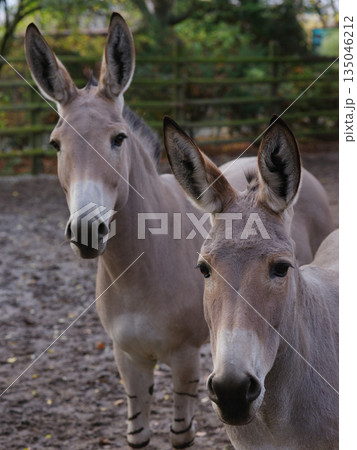 two donkeys on a farm on a broken background two donkeys on a farm on a broken background 135046212