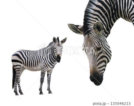 Zebra isolated on white background Zebra isolated on white background 135046213