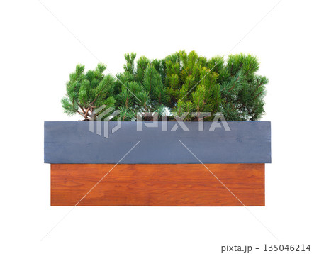 coniferous tree in container isolated on white background 135046214