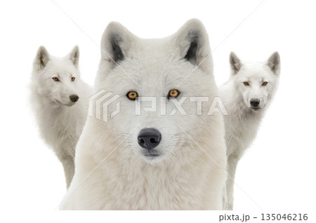 Arctic wolves isolated on white background Arctic wolves isolated on white background 135046216