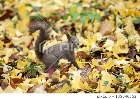 秋の森のエゾリス 135046552