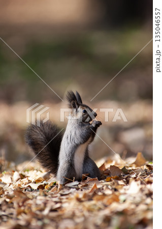 秋の森のエゾリス 秋の森のエゾリス 135046557