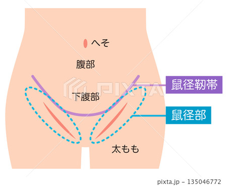 腹部　下腹部　鼠径部　鼠径靭帯 135046772