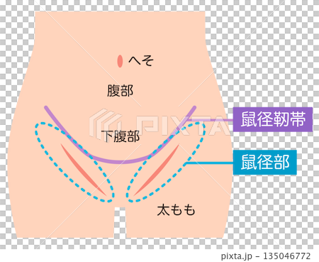 腹部　下腹部　鼠径部　鼠径靭帯 135046772