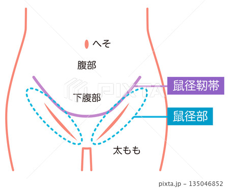 腹部 下腹部 鼠径部 鼠径靭帯 腹部 下腹部 鼠径部 鼠径靭帯 135046852