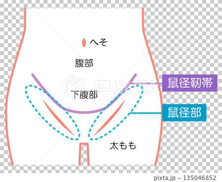 腹部、下腹部、腹股溝、腹股溝韌帶 腹部、下腹部、腹股溝、腹股溝韌帶 135046852