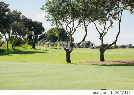 Two slender deciduous trees are standing on flat design putting green with red white flagstick Two slender deciduous trees are standing on flat design putting green with red white flagstick 135047332