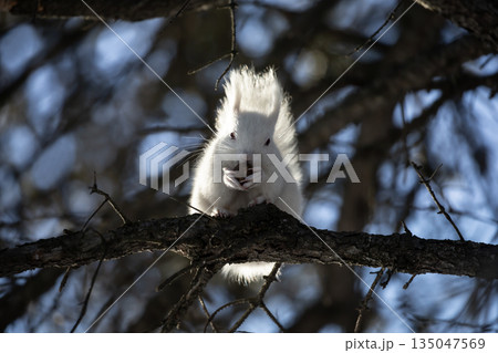 白リスの住む森 135047569
