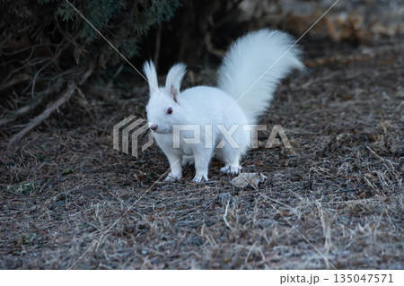 白リスの住む森 135047571