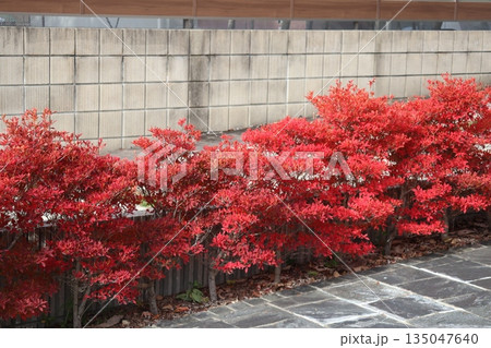 ブロック塀と赤く紅葉したドウダンツツジの植木のある風景 135047640