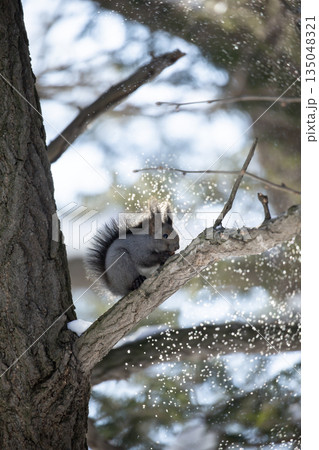 雪景色の中のエゾリス 135048321