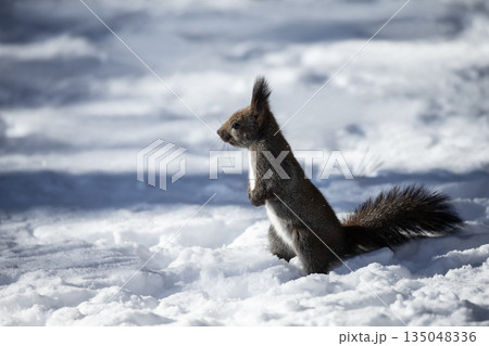 雪景色の中のエゾリス 135048336