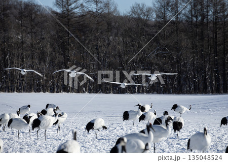 雪原のタンチョウツル 雪原のタンチョウツル 135048524