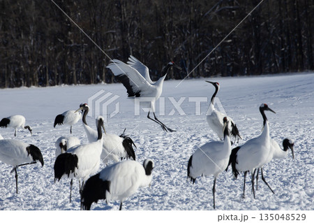 雪原のタンチョウツル 135048529